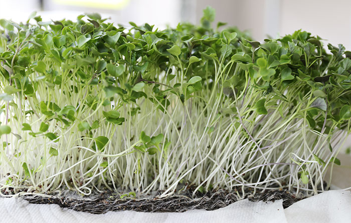 Free Bootstrap Template by uicookies.com