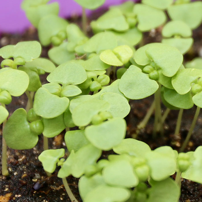 スイートバジル